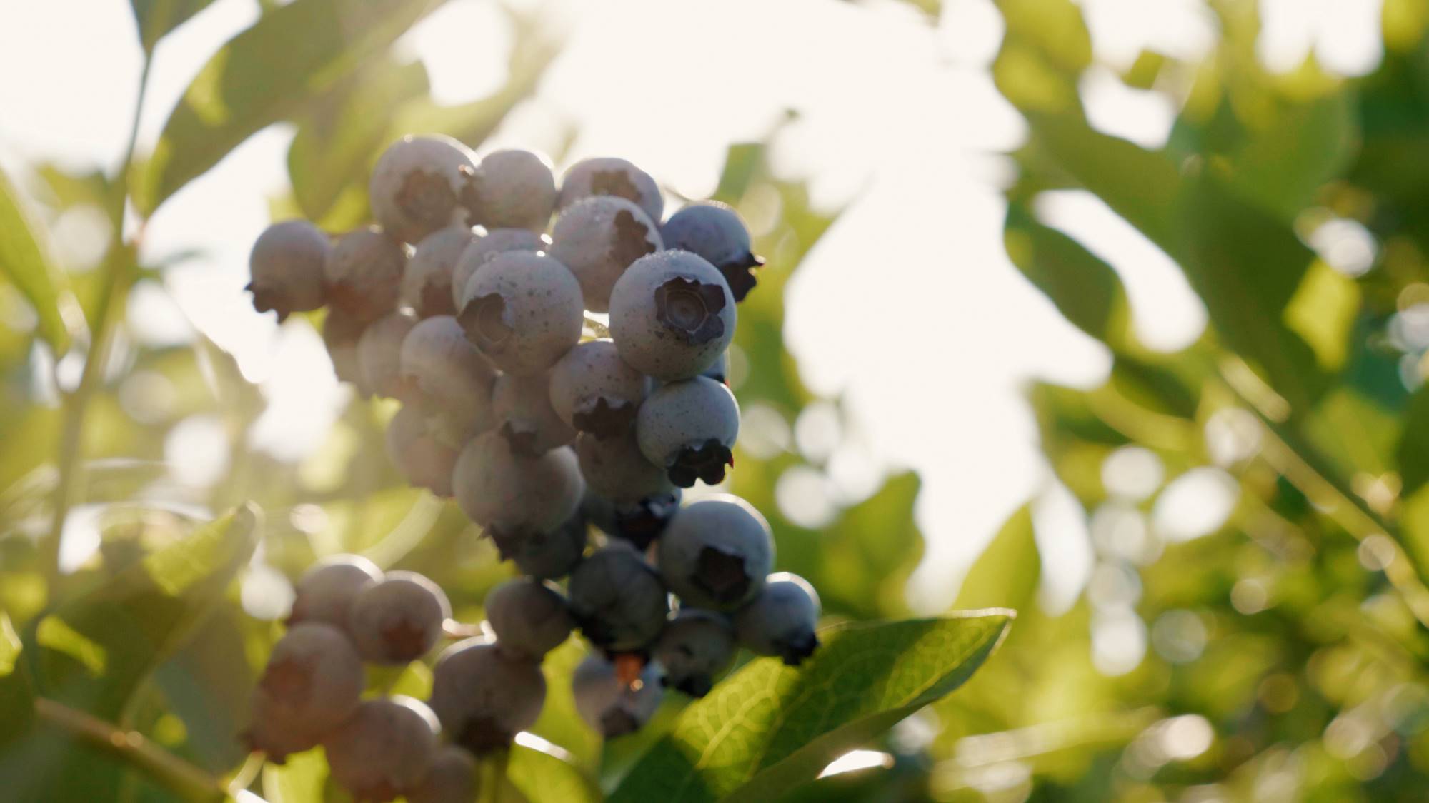 website image - blueberries